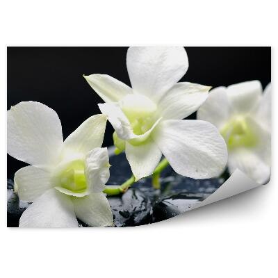 Fototapeta na ścianę Biały storczyk woda kamienie