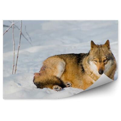 Fototapeta Wilk w słońcu zima śnieg odpoczynek
