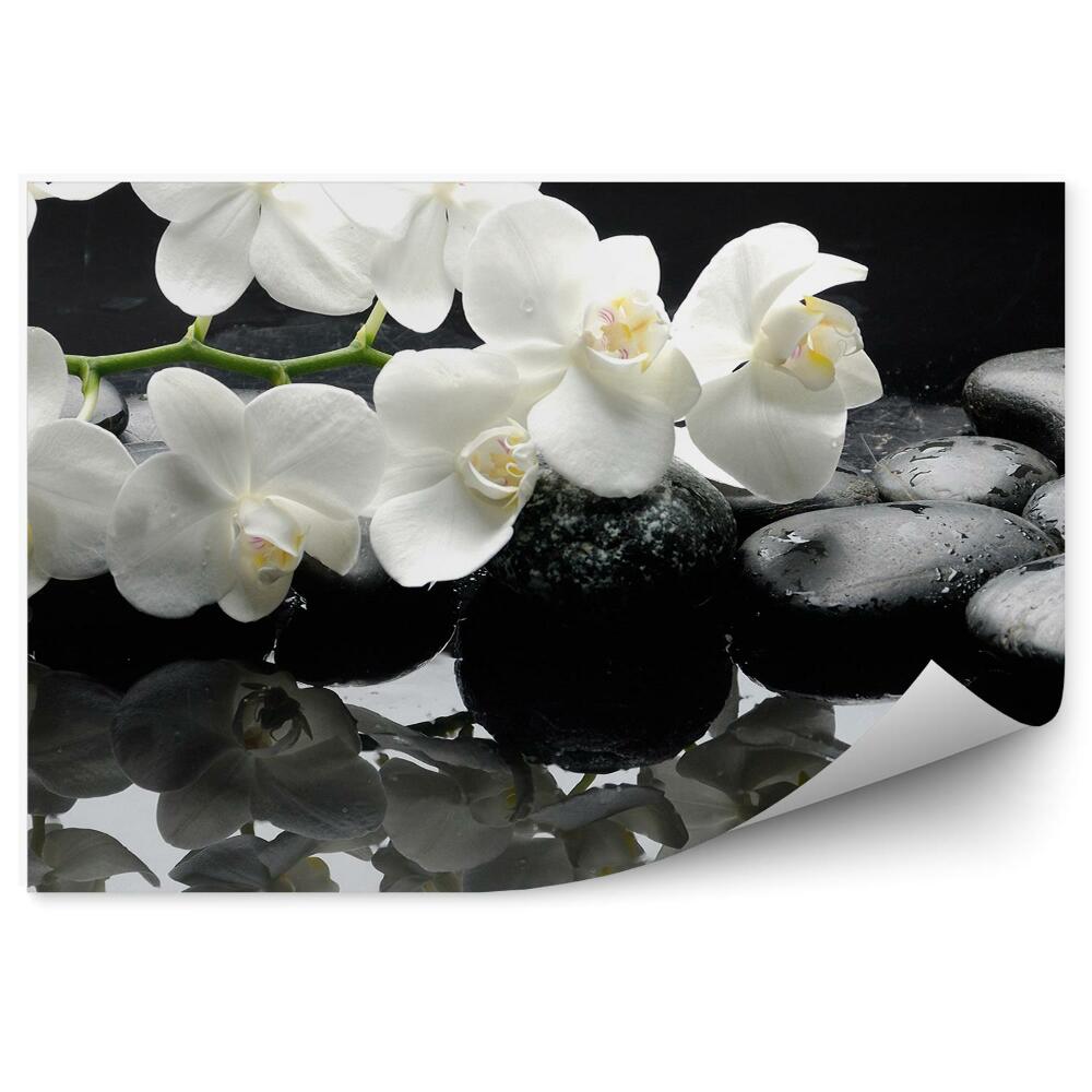 Fototapeta na ścianę Biały storczyk woda