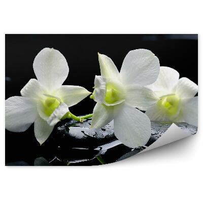 Fototapeta na ścianę Białe kwiaty orchidei czarne kamienie woda