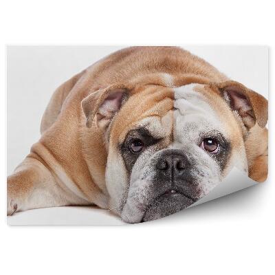 Fototapeta Pies buldog angielski brązowy białe tło