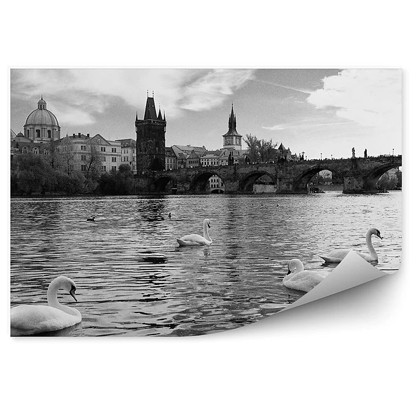 Okleina ścienna Łabędzie w wełtawie