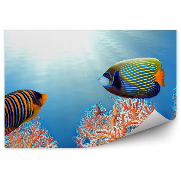 Okleina ścienna Ryba ustniczek cesarski rafa koralowa