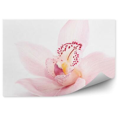 Fototapeta na ścianę Różowy storczyk