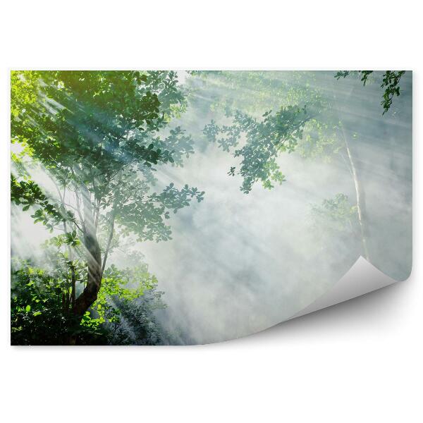 Fototapeta Piękny poranek tropikalny las sunbeam