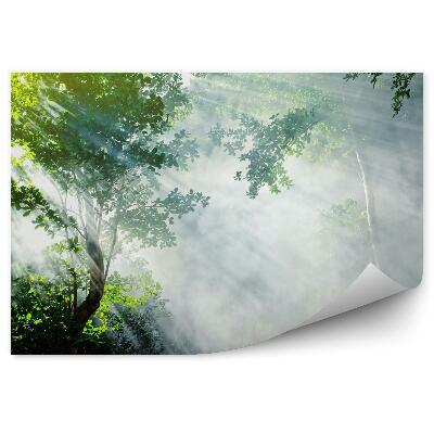 Fototapeta Piękny poranek tropikalny las sunbeam