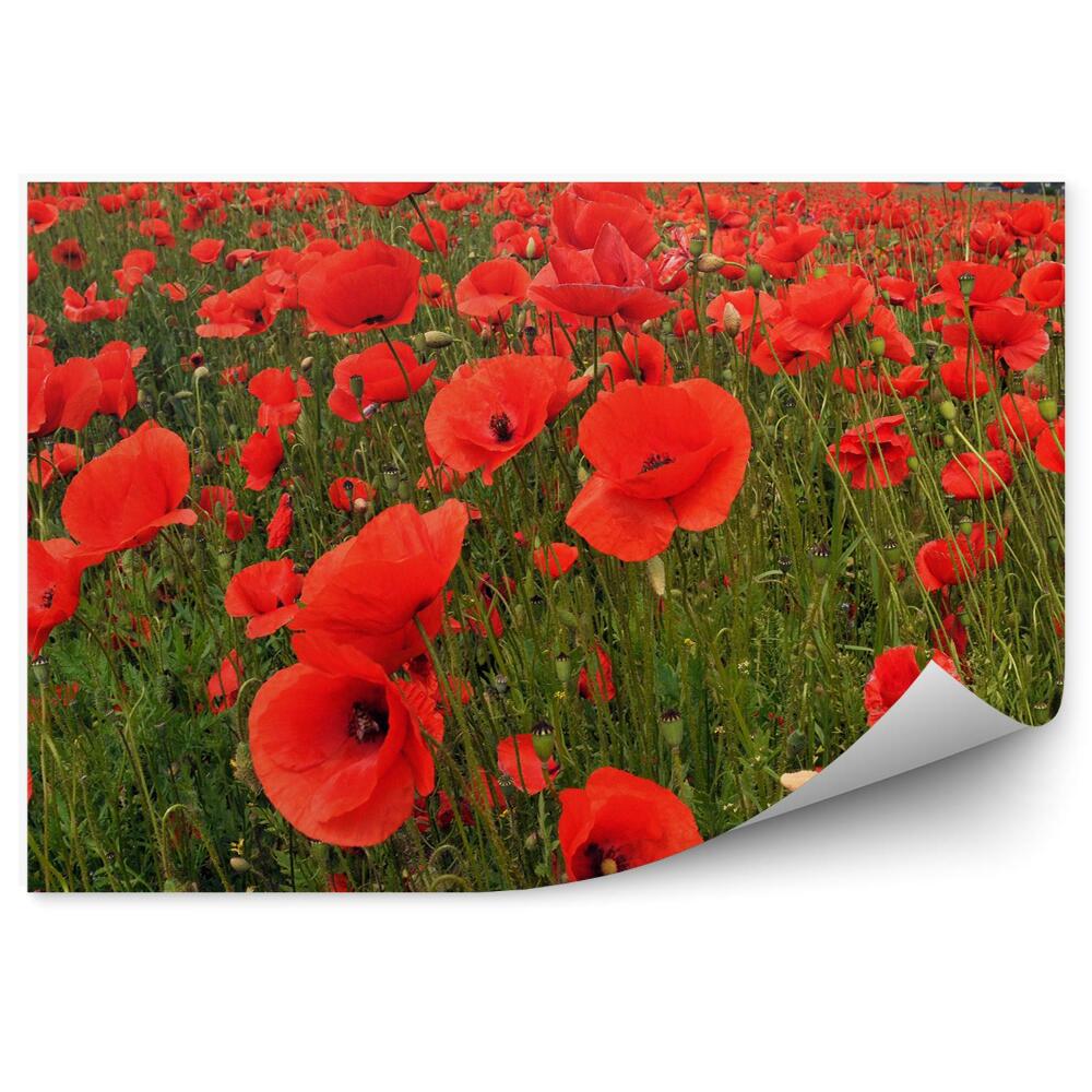 Fototapeta na ścianę Pole makowe niebo drzewa chmury