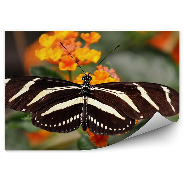 Fototapeta Czarny motyl białe paski pomarańczowe kwiaty