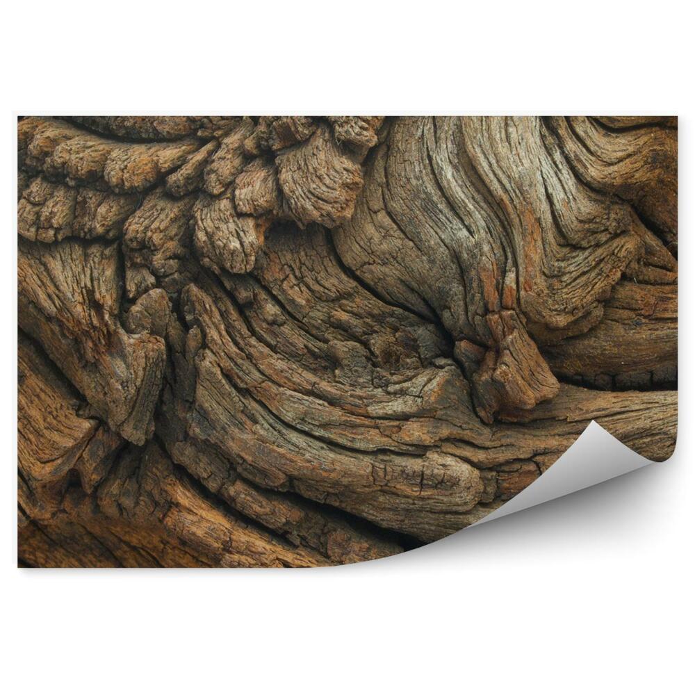 Fototapeta samoprzylepna Dębowe drewno