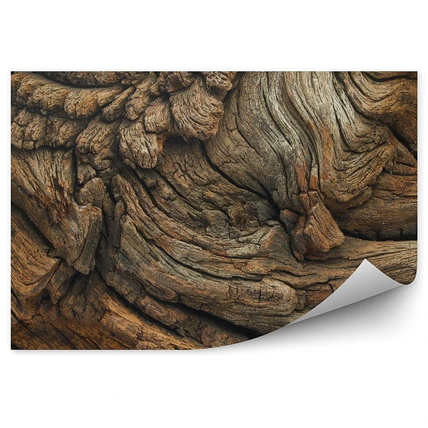 Fototapeta samoprzylepna Dębowe drewno