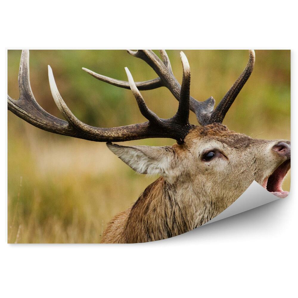 Okleina ścienna Portret ryczącego jelenia