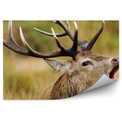 Okleina ścienna Portret ryczącego jelenia
