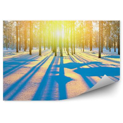 Fototapeta Zimowy las iglasty wschód słońca