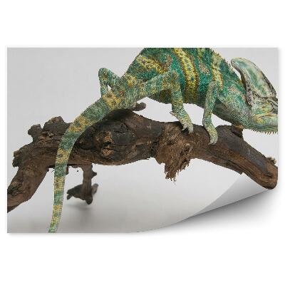 Okleina ścienna Kolorowy kameleon na pniu