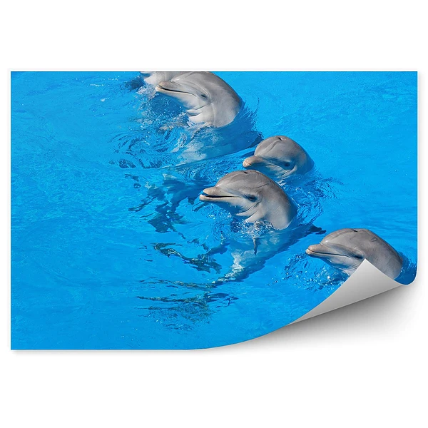 Okleina ścienna Delfinarium