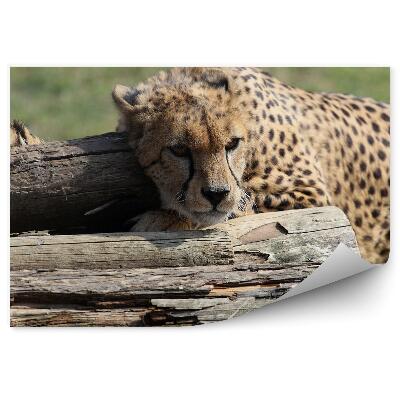 Okleina ścienna Gepard przyczajony na kłodach