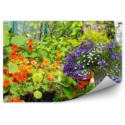 Okleina ścienna Kolorowe letnie kwiaty ogrodowe
