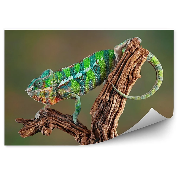Fototapeta Kameleon
