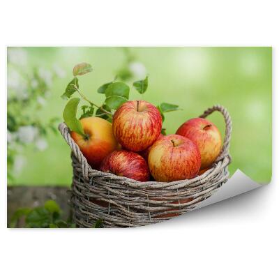 Fototapeta Czas zbiorów jabłka