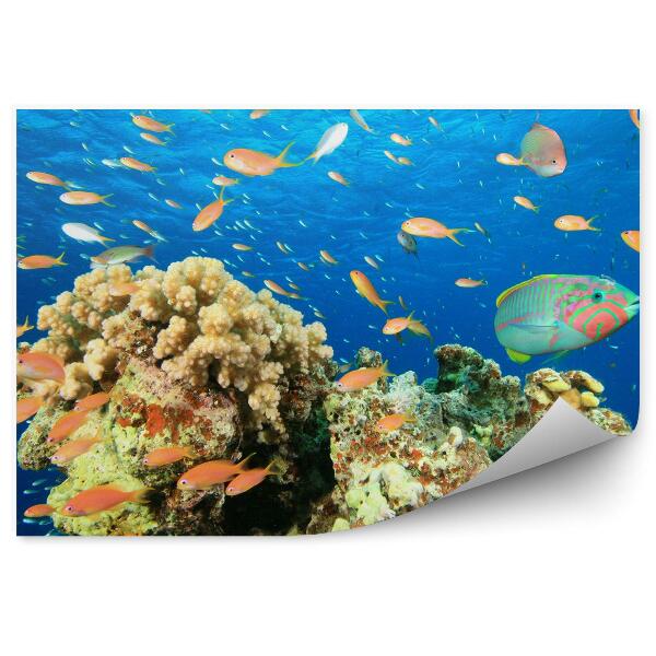 Okleina ścienna Ławica rybek