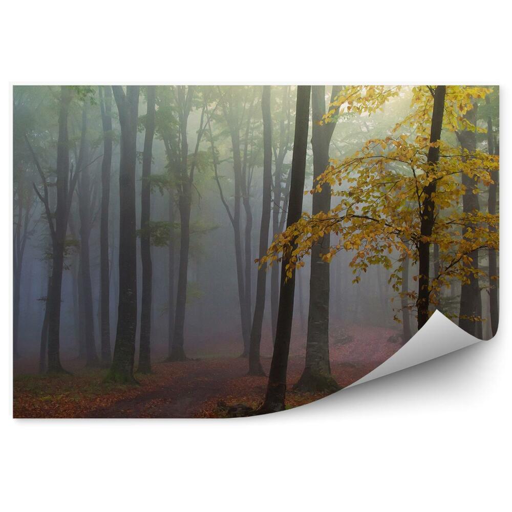 Okleina ścienna Las mgła ścieżka jesień
