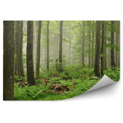Okleina ścienna Zielony las mgła