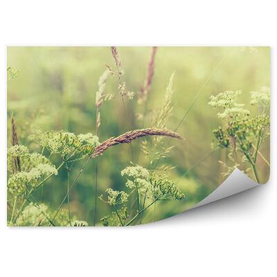 Fototapeta Kwitnąca łąka trawy