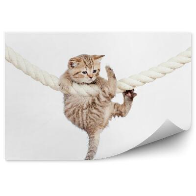 Fototapeta Mały kotek wiszący na grubej białej linie