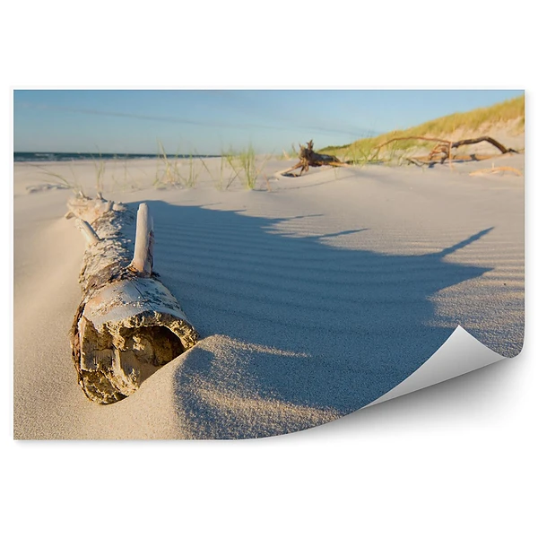 Fototapeta Plaża drzewo trawa