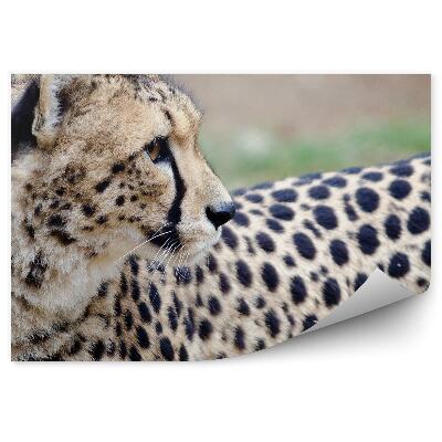 Okleina ścienna Gepard patrzący wstecz