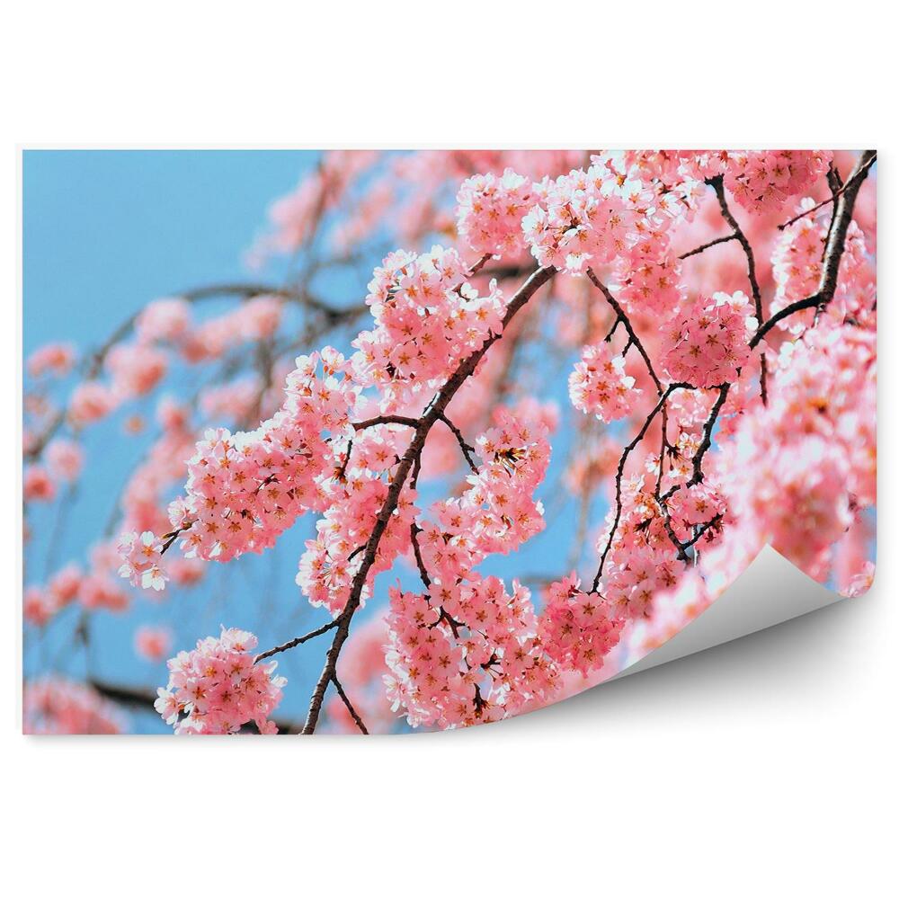 Fototapeta na ścianę Kwiaty wiśni tokio niebieskie niebo