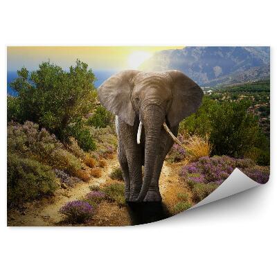 Fototapeta Słoń na drodze w zachodzie słońca
