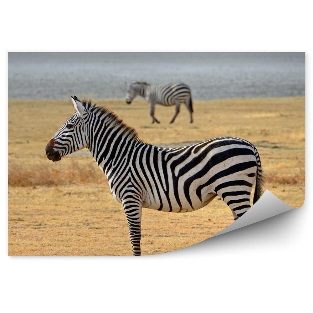 Fototapeta Zebry na sawannie