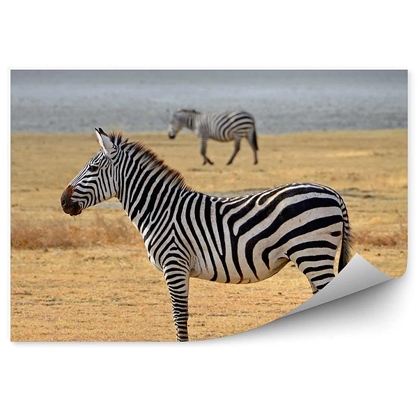 Fototapeta Zebry na sawannie