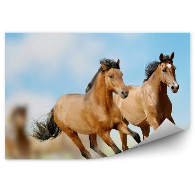 Fototapeta Stado brązowych koni bieg kurz trawa