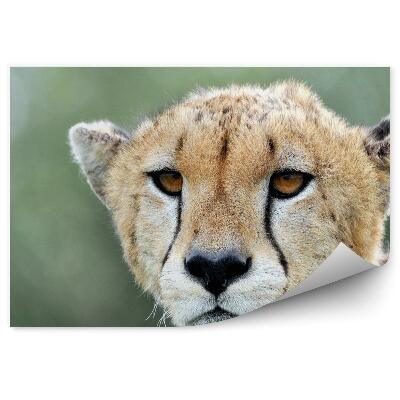 Okleina ścienna Portret geparda