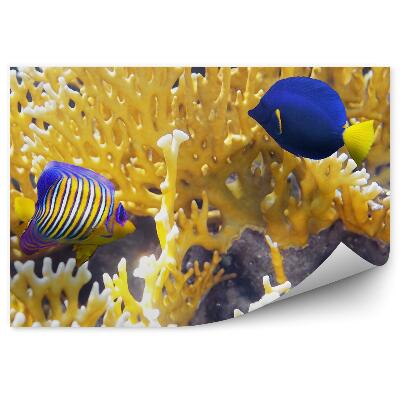 Okleina na ścianę Kolorowe rybki rafa woda podwodny świat