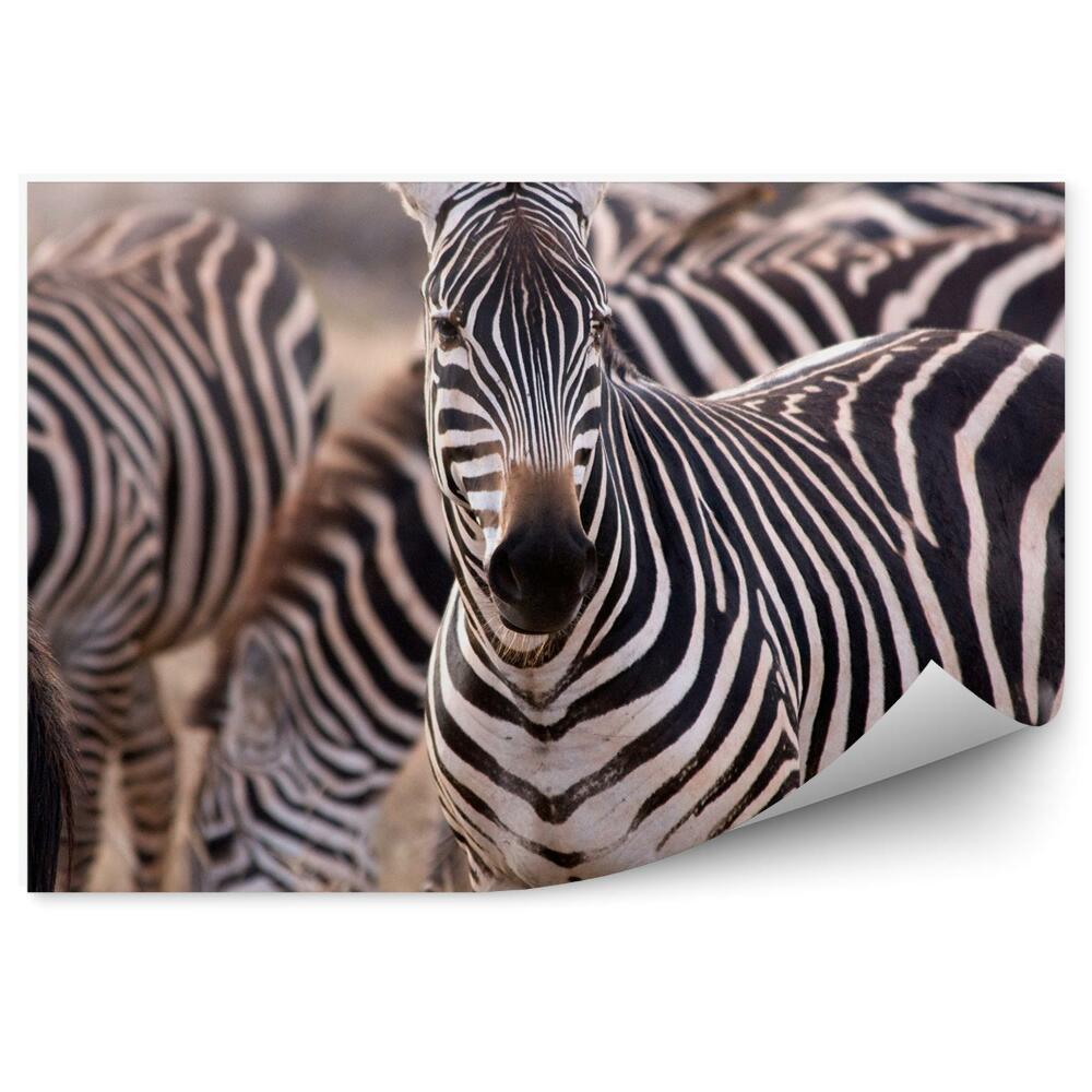 Fototapeta Stado zebr