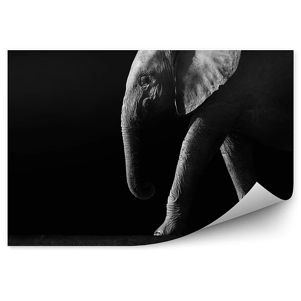 Fototapeta Słoń