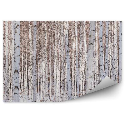 Okleina ścienna Panorama las drzewa konary zima brzozy