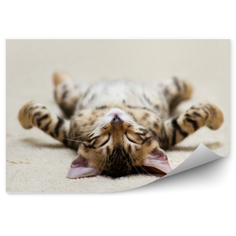 Fototapeta Słodki kotek