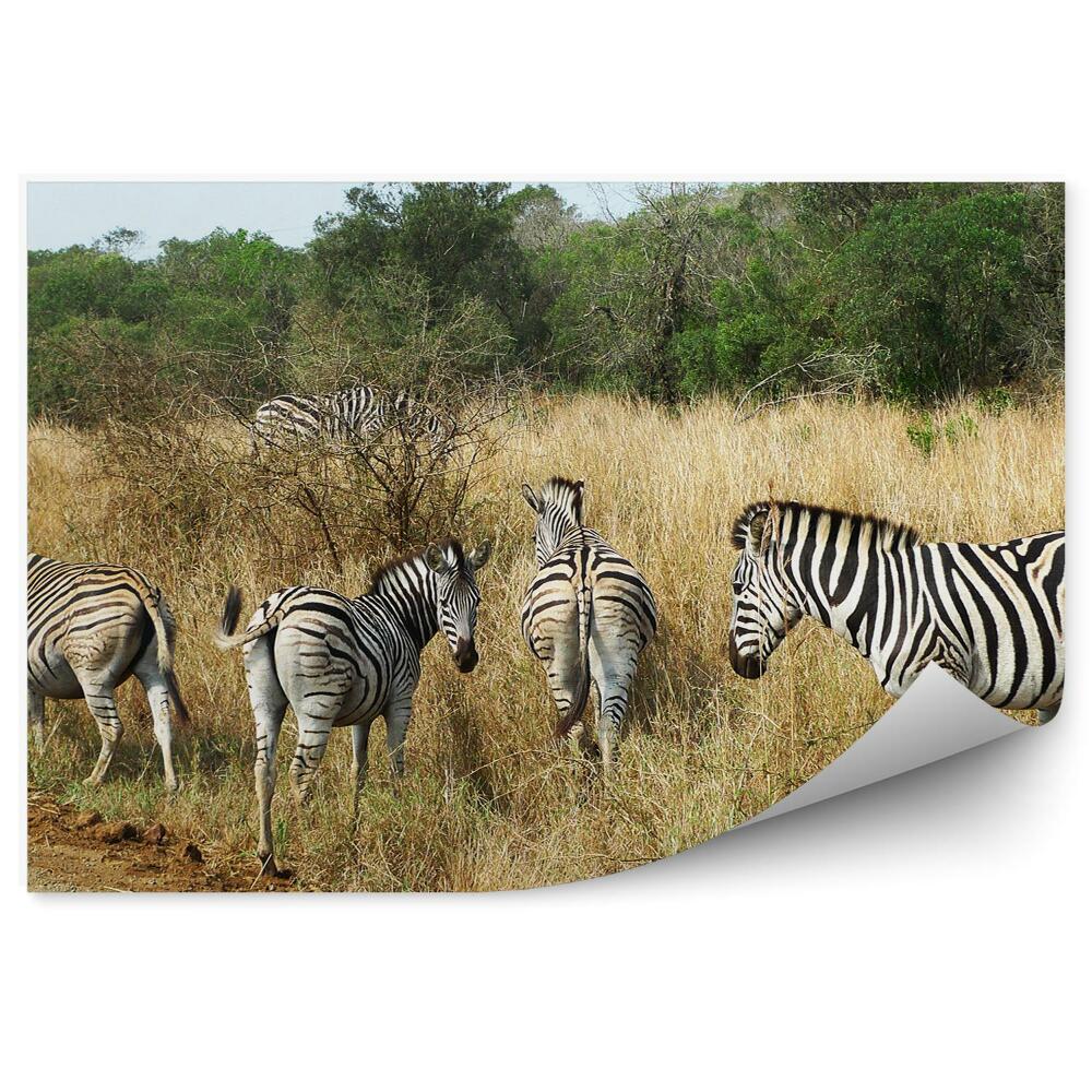 Fototapeta Grupa zebr wśród wysokich traw