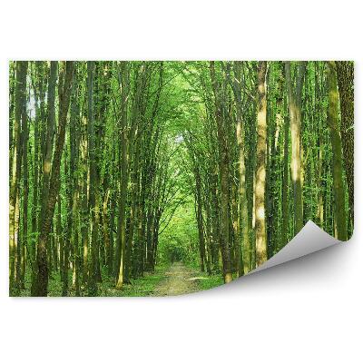 Fototapeta na ścianę Słoneczny letni dzień drzewa