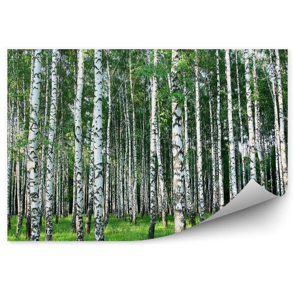Okleina ścienna Las brzozowy trawa