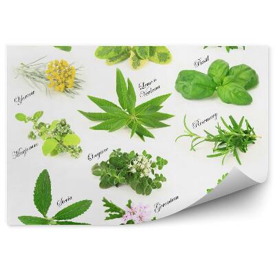 Fototapeta Kolekcja świeżych ziół aromatycznych