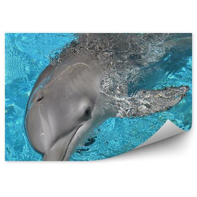 Okleina ścienna Delfin i błękitna woda