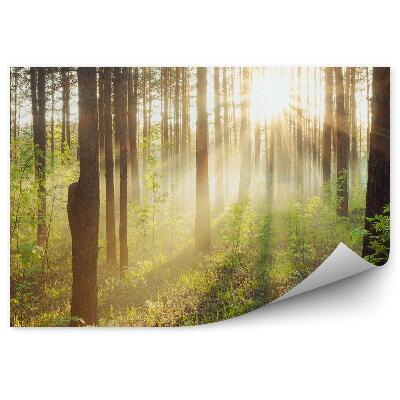 Fototapeta Las drzewa krzaki trawa słońce promienie zachód słońca