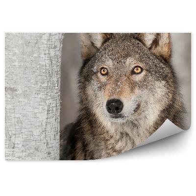 Fototapeta Wilk szary las śnieg