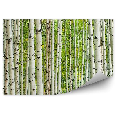 Fototapeta na ścianę Gęsty las liściasty biała kora brzozy topole