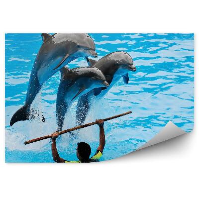 Okleina ścienna Delfiny i treser